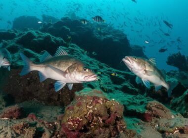 improving sea bass fishing techniques